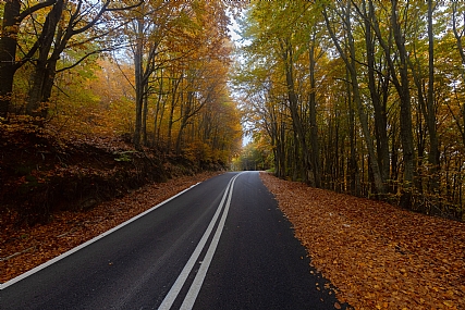 Nature Trees Seasons & Weather World & Travel Greece Picture Type Photo Transport Roads & Highways