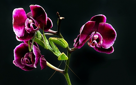 Photo by: yoel vislov