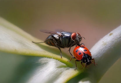 Photo by: yoel vislov