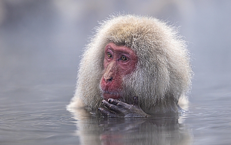 Animals monkeys World & Travel Japan Picture Type Photo