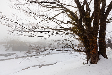 Nature Trees Seasons & Weather World & Travel Japan Picture Type Photo