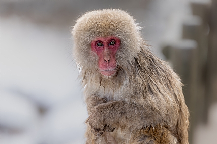 Animals monkeys Picture Type Photo