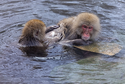 Animals monkeys Picture Type Photo