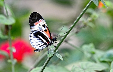 Photo by: amihai dekel