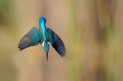 Photo by: yariv alaluf