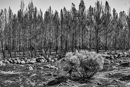 Photo by: Joshua  Raif
