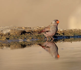 Photo by: yacov yoav
