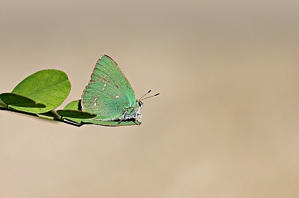 Photo by: Israel Sade