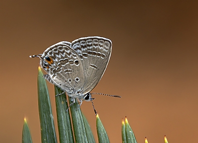 Photo by: Arie Tennbaum