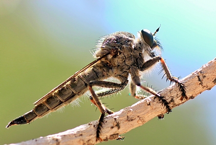 Photo by: yoel vislov