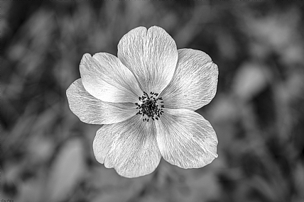 Photo by: Erez Halevi