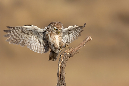 Photo by: yariv alaluf