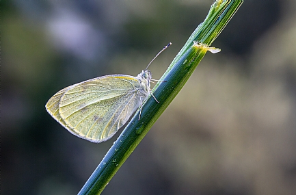 Photo by: ilan menashe