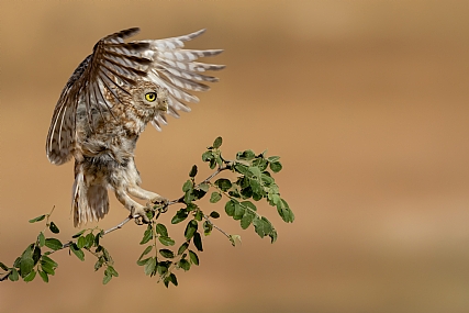 Photo by: yariv alaluf