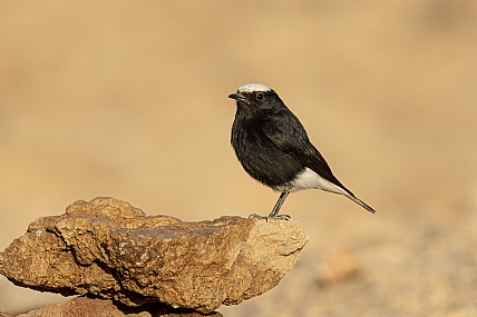 Photo by: ilan menashe