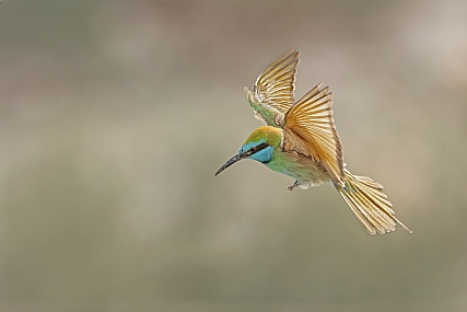 Photo by: ilan menashe