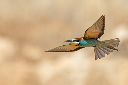 Photo by: yariv alaluf