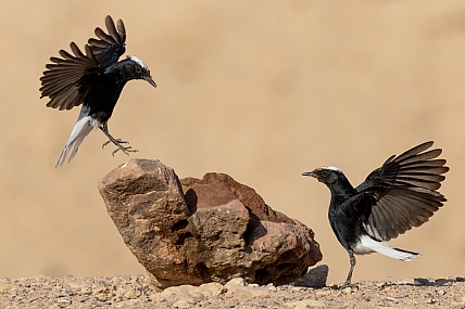 Photo by: yariv alaluf