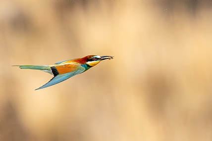 Photo by: yariv alaluf