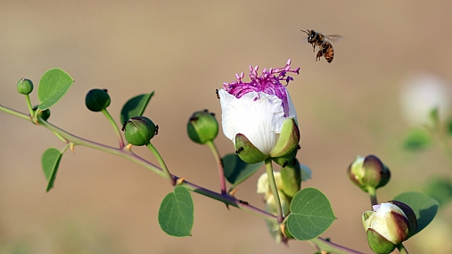 Photo by: yoel vislov