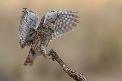 Photo by: yariv alaluf