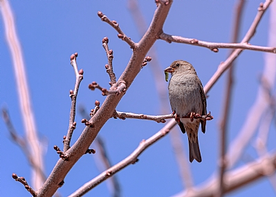 Photo by: Robert Elstein