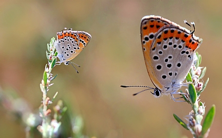 Photo by: yoel vislov