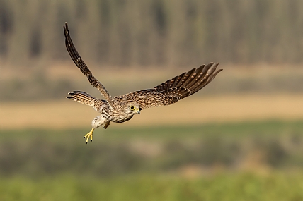 Photo by: yariv alaluf