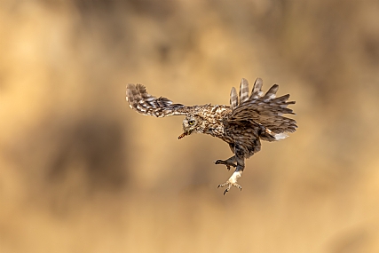 Photo by: ilan menashe