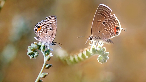 Photo by: yoel vislov