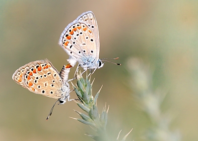 Photo by: yoel vislov