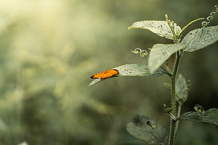 Photo by:  