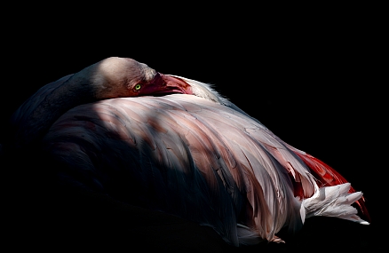 Photo by: Robert Elstein