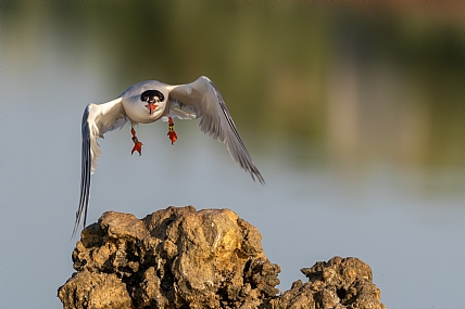 Photo by: yariv alaluf
