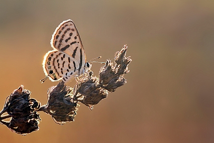 Photo by: yoel vislov