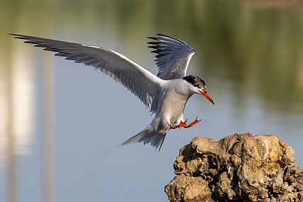 Photo by: yariv alaluf
