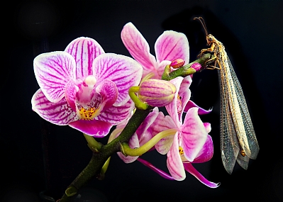 Photo by: yoel vislov