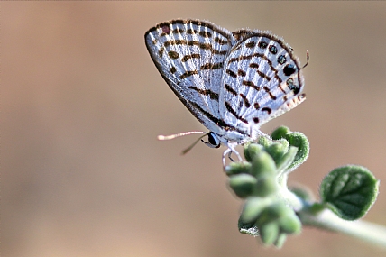 Photo by: yoel vislov