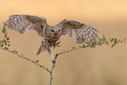 Photo by: yariv alaluf