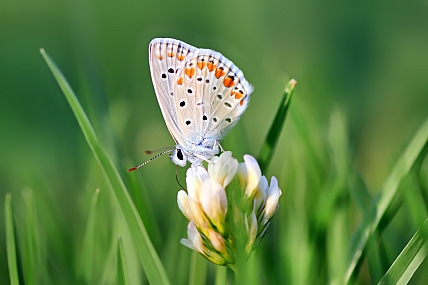 Photo by: yoel vislov