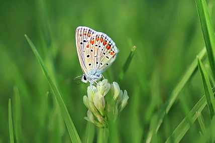 Photo by: yoel vislov