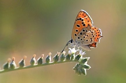 Photo by: yoel vislov