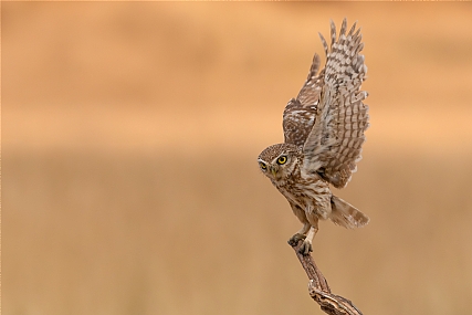 Photo by: yariv alaluf