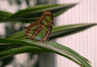 Photo by: menachem  lazar