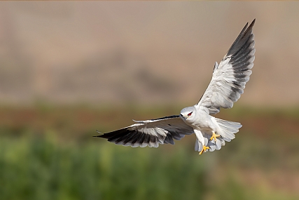 Photo by: yariv alaluf