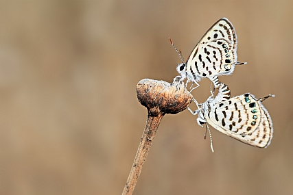 Photo by: yoel vislov