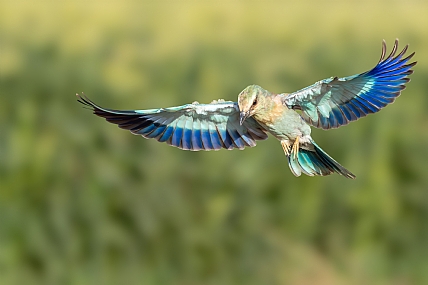 Photo by: yariv alaluf