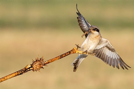 Photo by: yariv alaluf