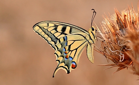 Photo by: yoel vislov
