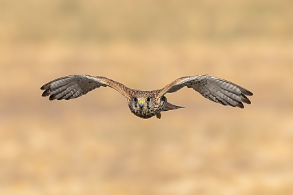 Photo by: yariv alaluf